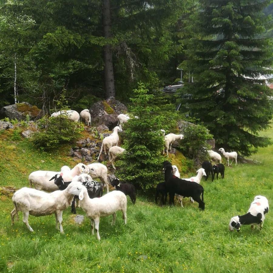 Haus Pechtl Hotel Sankt Leonhard im Pitztal Bagian luar foto